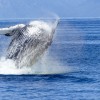 なぜクジラは哺乳類なのに、水中で生活するのか？